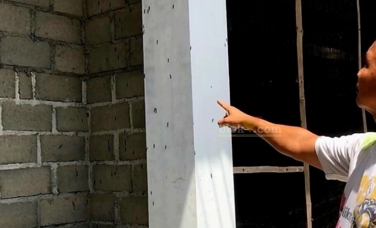 Ribuan ulat bulu menyerang pemukiman warga Kelurahan Tanjungsari, Kecamatan Sukorejo Kota Blitar. (blok-a.com/Fajar)