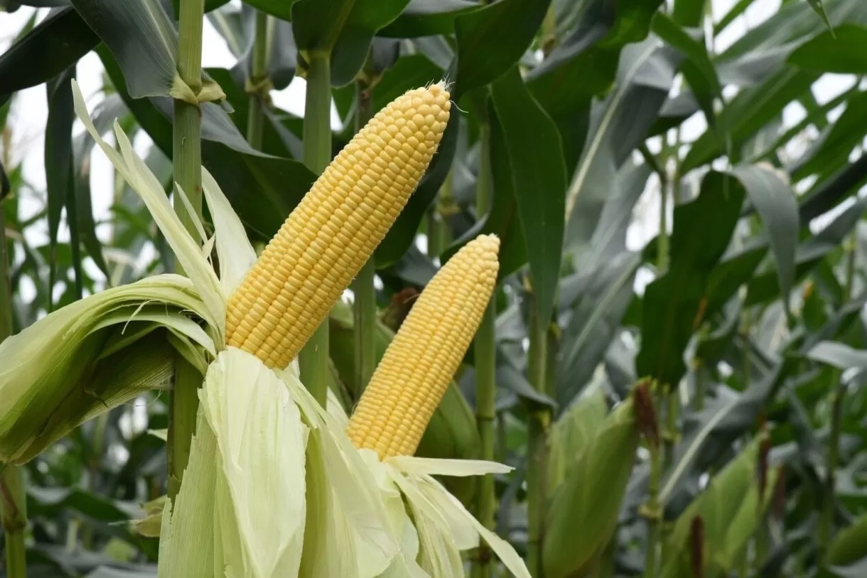 Harga Naik, Pemkot Malang Rencana Intervensi Agar Harga Jagung Turun