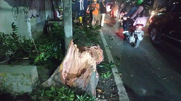 Pohon Tumbang di Jalan Mayjend Sungkono, Kelurahan Buring, Kecamatan Kedungkandang, Kota Malang.