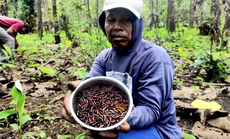 Misidi (60), warga Desa Wonotirto Kecamatan Wonotirto Kabupaten Blitar mencari entung di Hutan Jati Lodoyo. (blok-a.com/Fajar)