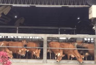 400 Sapi Terserang Penyakit LSD di Kabupaten Malang