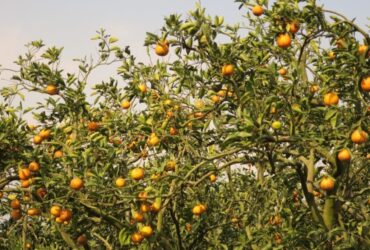 Kebun jeruk, Google maps, oleh Yoyok Adisatyo Laksono.