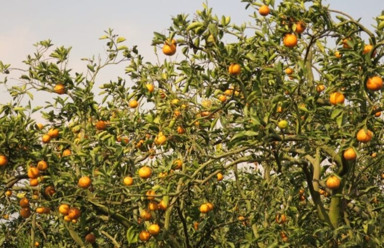 Kebun jeruk, Google maps, oleh Yoyok Adisatyo Laksono.
