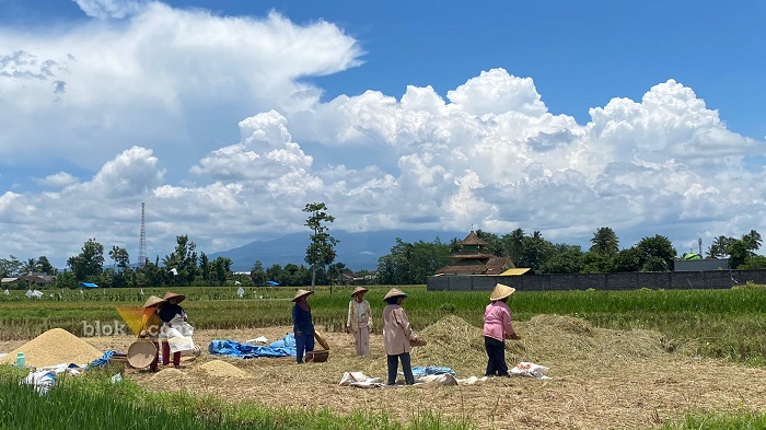 Ilustrasi lahan pangan di wilayah Kabupaten Malang (blok-a.com/ Putu Ayu Pratama S)