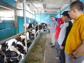 Peternak Sapi di Kota Batu Produksi Butter dan Keju untuk Hotel Bintang 5 Jawa-Bali