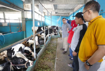 Peternak Sapi di Kota Batu Produksi Butter dan Keju untuk Hotel Bintang 5 Jawa-Bali