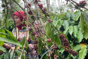 Petik kopi di Desa Bangelan, Kecamatan Wonosari, Kabupaten Malang (blok-a.com/ Putu Ayu Pratama S)