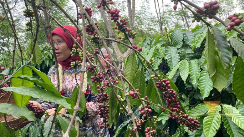 Petik kopi di Desa Bangelan, Kecamatan Wonosari, Kabupaten Malang (blok-a.com/ Putu Ayu Pratama S)