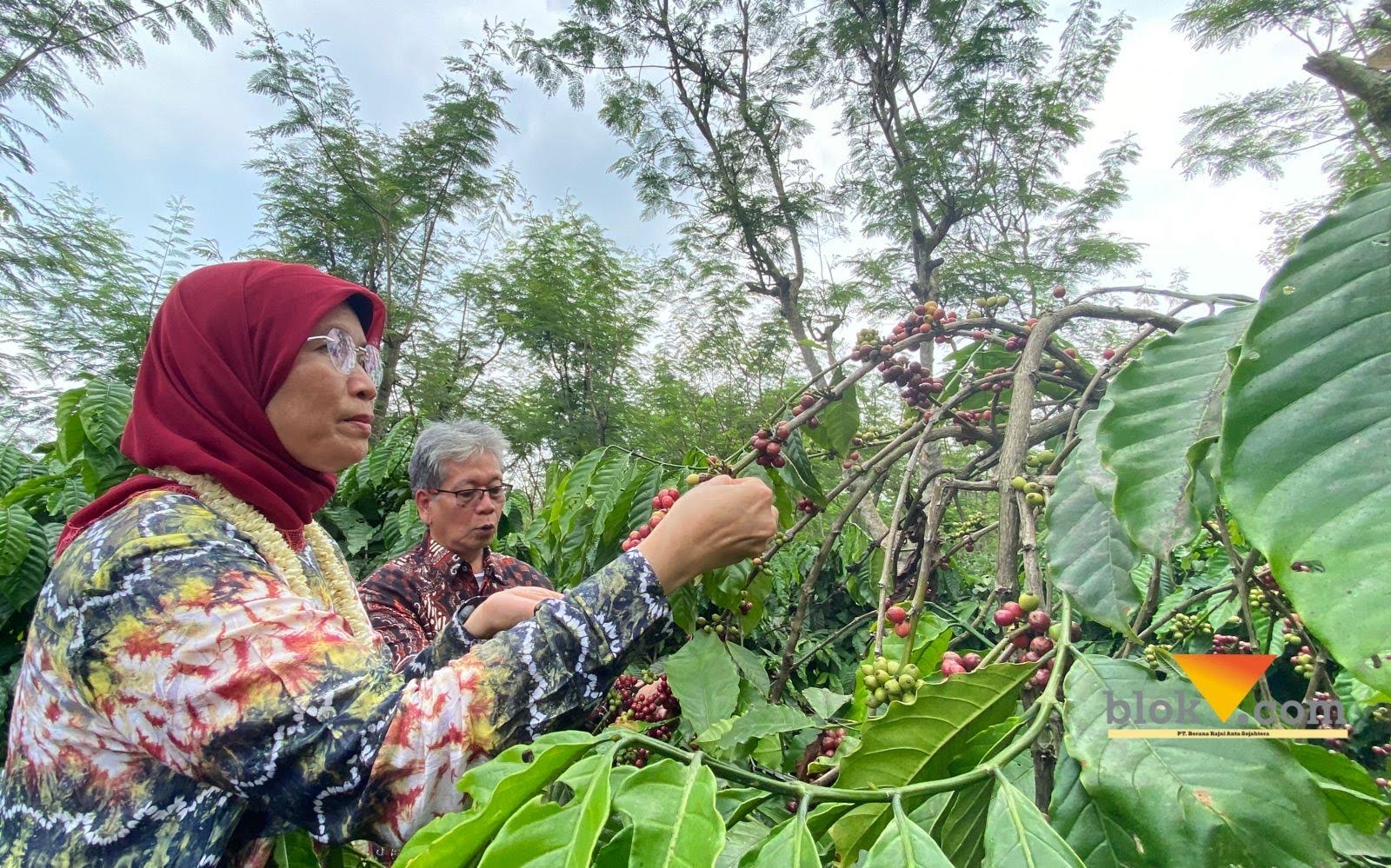 Menikmati Kopi Tertua di Jawa Timur, Lokasinya di Lereng Gunung Kawi Malang Kabupaten Malang, blok-a.com - Menikmati akhir pekan dengan berwisata memang menjadi pilihan yang paling tepat. Destinasi wisata banyak ditemui di Malang, utamanya yang berbau dengan alam. Salah satu tempat wisata terbaru di Malang yakni Sumber Umbulan, yang terletak di Dusun Sidomulyo, Desa Bangelan, Kecamatan Wonosari, Kabupaten Malang. Wisata yang berlokasi tepat di lereng Gunung Kawi ini memiliki udara yang sejuk. Sumber mata air yang jernih juga menjadi daya tarik tersendiri bagi wisata alam satu ini. Wisatawan yang datang juga bisa bermalam dan camping di atas sungai yang dialiri air dari sumber. Tak perlu khawatir, di sini juga menyediakan penyewaan tenda. Sehingga pengujung tak perlu repot-repot membawa tenda dari rumah. (Space Gambar 1) Berada di ketinggian 400 mdpl, selain menyajika wisata air yang jernih, Desa Bangelan juga dikenal dengan produksi kopi yang melimpah dengan rasa yang nikmat. Bahkan, setiap tahunnya produksi kopi di Desa Bangelan dapat mencapai 225 ton untuk kebun seluas 883 hektare. Kepala Desa Bangelan, Budiono menerangkan, kopi yang ditanam kebanyakan jenis kopi robusta. Menurut pengakuannya, kopi yang dihasilkan merupakan salah satu kopi tertua di Jawa Timur (Jatim). “Kopi Bangelan ini tertua di Jawa Timur. Di tahun 1901, Desa Bangelan sebagai kebun percontogan di era Kolonial Benanda. Awal mulanya di tanami kopi Arabika, namjn karena banyak penyakit akhirnya beralih ke bibit robusta,” ujar Budiono saat ditemui Kamis (24/5/2024). (Space gambar 2) Memiliki potensi yang besar, kedepan wisata Sumber Umbulan ini akan terus dikembangan menjadi wisata yang lebih maju. Rencananya, akan ditambahkan dengan wisata kuliner untuk mengangkat kopi lokal khas Bangelan. Di lokasi yang sama, juga terdapat kedai sederhana yang menyajikan seduhan kopi lokal Bangelan. Warung kopi yang terbuat dari kayu itu dikelolah oleh kelompok tani lokal yang tergabung di Usaha Mikro Kecil Menengah (UMKM). Terdapat dua jenis kopi yang disajika , ada kopi Lereng Gunung Kawi. Kemudian, ada juga kopi buatan UMKM dari Kelompok Tani Karya Mulya, namanya Bangelan Excelsa. Salah satu anggota UMKM Kelompok Tani Karya Mulya, Iswayudi menerangkan, kedai yang didirikan tepat di samping aliran sungai ini sebagai bentuk promosi produk kopi lokal kepada para wisatawan. “Bangelan Excelsa produksi kelompok tani karya mulya. Bahan bakunya dari kopi lokal Desa Bangelan sendiri,” ujar Iswayudi saat ditemui Kamis (23/5/2024). Ia menjelaskan, keunggulan kopi jenis robusta di Lereng Gunung Kawi dengan ketinggian 400-450 mdpl ini cenderung memiliki rasa yang lebih strong. “Kopi di Desa Bangelan ini punya klon atau varietas tersendiri. Rasanya dan karakter lebih bagus, rasanya cenderung rasa lebih kuat (pahit),” jelasnya. (Space gambar ke 3) Di kedai ini, mulai dari proses penyangraian kopi hingga penyeduhan dilakukan di tempat. Sehingga, pengujung yang datang juga bisa melihat secara langsung cara pembuatannya. “Awal kopi disangrai, terus dihaluskan baru diseduh. Proses penyangkaian juga bisa dilihat langsung. Nanti asapnya bisa jadi aromatik bagi pengujung, sembari menikmati kopi dan gemricik aliran sungai yang belum tentu di tempat lain ada,” pungkasnya. (ptu)