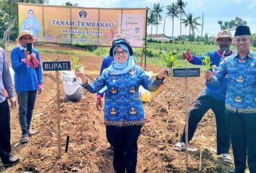 Bupati Blitar Rini Syarifah menanam tembakau bersama petani tembakau di Balai Penyuluhan Pertanian (BPP) Kecamatan Kademangan Kabupaten Blitar. (blok-a.com/Fajar)