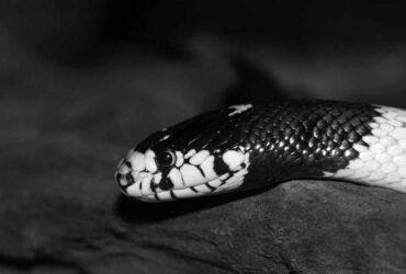 IlustrasiL ular weling/ular belang