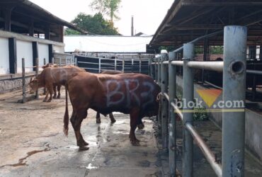 RPH Kota Malang Siap Sembelih Ratusan Hewan Kurban, 4 Tim Disiapkan