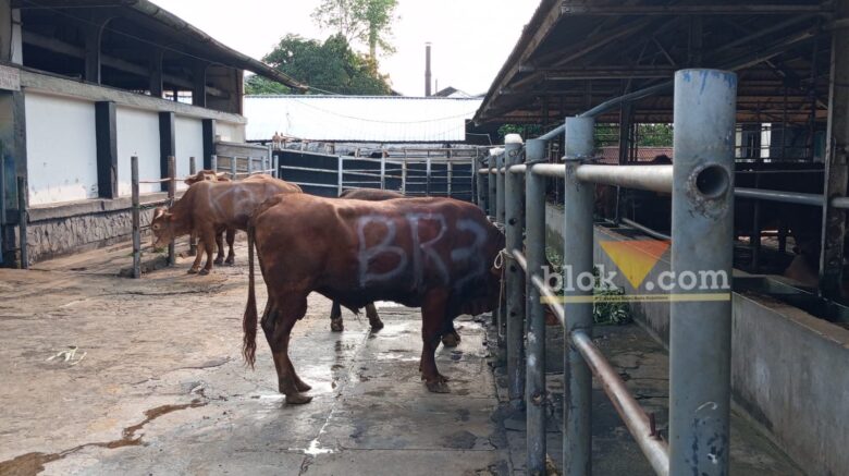 RPH Kota Malang Siap Sembelih Ratusan Hewan Kurban, 4 Tim Disiapkan