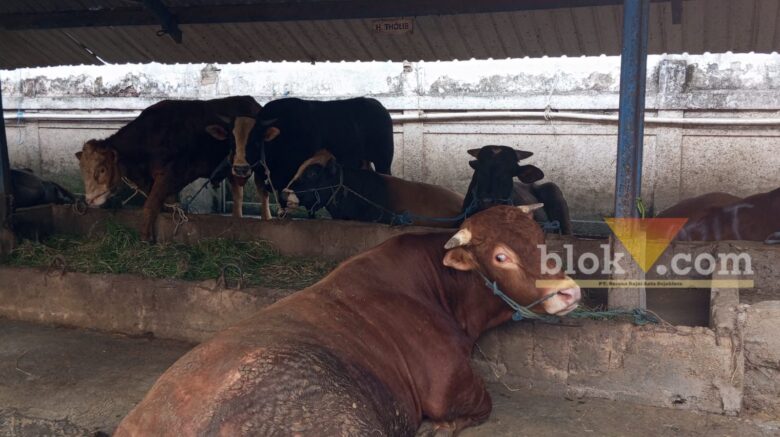 Minat Kurban Melalui Masjid Jami Kota Malang Menurun