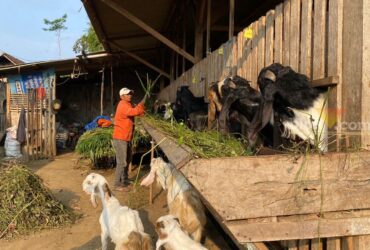 Penjual kambing jelang idul adha 2024 di Kabupaten Malang (blok-a.com/ Putu Ayu Pratama S)