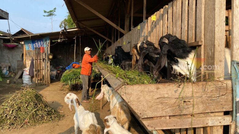 Penjual kambing jelang idul adha 2024 di Kabupaten Malang (blok-a.com/ Putu Ayu Pratama S)