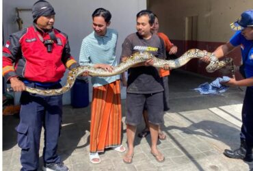 Ular Piton Sepanjang 3 Meter Gegerkan Warga Poncokusumo Malang