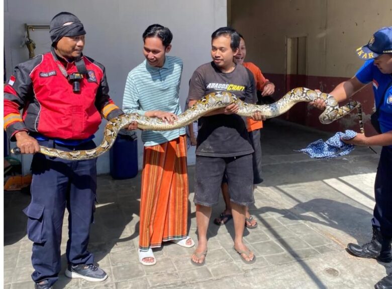 Ular Piton Sepanjang 3 Meter Gegerkan Warga Poncokusumo Malang