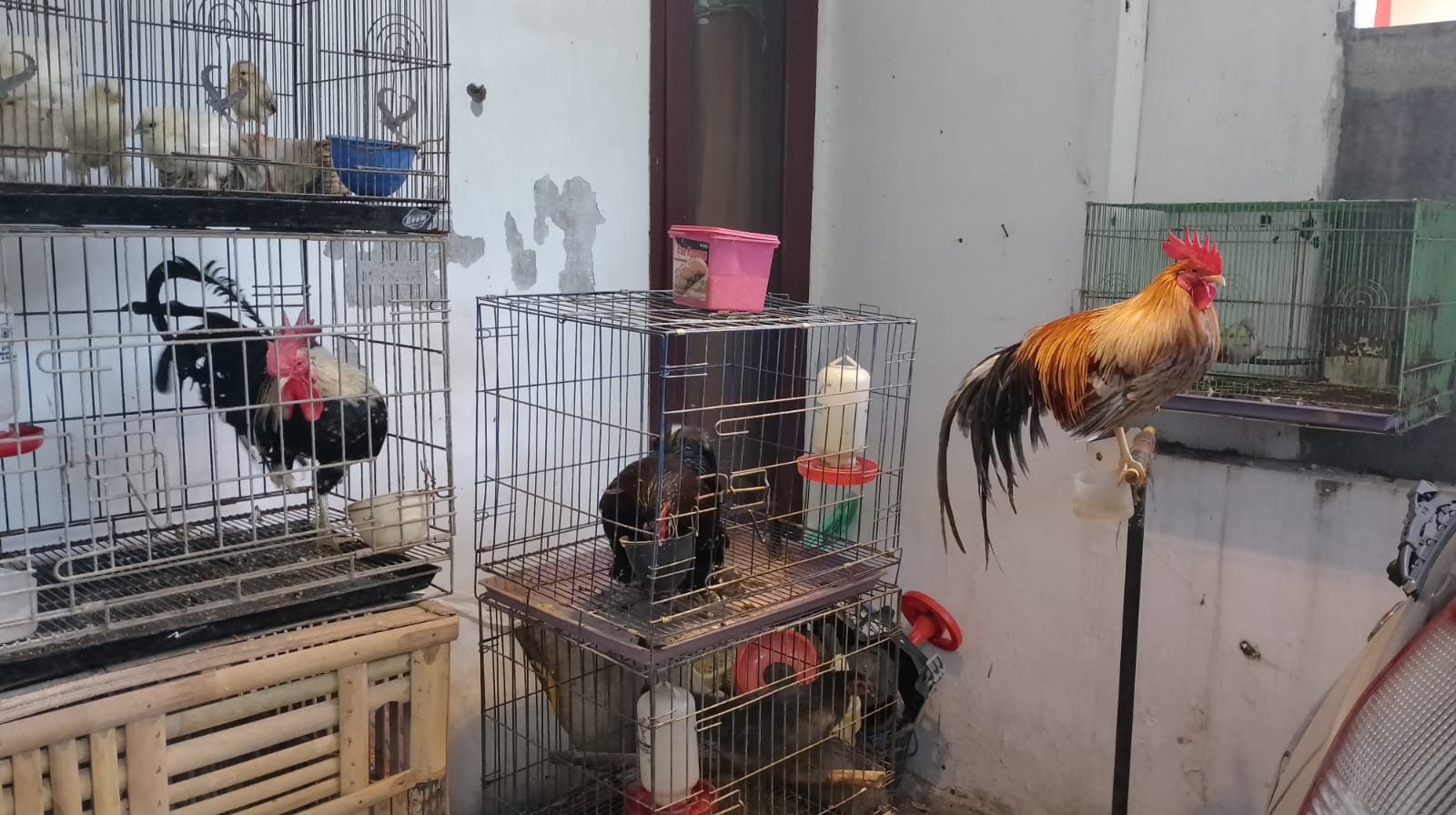 Kota Malang, Blok-a.com - Seorang seniman muda Kota Malang Indra Setiawan, memilih untuk memelihara ayam di rumahnya yang terletak di dalam perumahan
