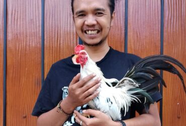 Kota Malang, Blok-a.com - Seorang seniman muda Kota Malang Indra Setiawan, memilih untuk memelihara ayam di rumahnya yang terletak di dalam perumahan