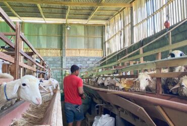 Ilustrasi lapak peternak kambing kurban di Kecamatan Wajak, Kabupaten Malang (blok-a.com/Putu Ayu Pratama S)