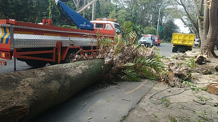 Pohon Sengon Buto yang tumbang di kawasan Velodrome, Kelurahan Madyopuro, Kecamatan Kedungkandang, Kota Malang.