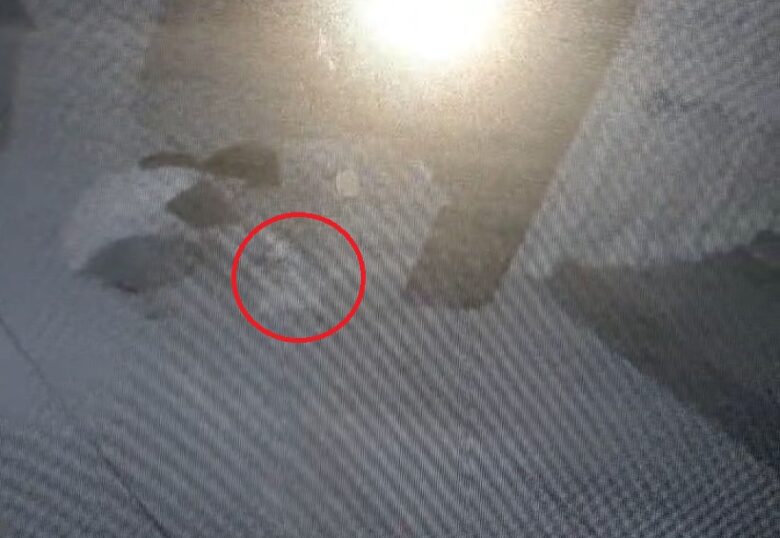 Tangkapan layar rekaman CCTV pencurian uang arwah di Masjid Bakhrus Sholikhin, Jalan Sumpil 1, Kelurahan Polowijen, Kecamatan Blimbing, Kota Malang, Sabtu (15/6/2024) (blok-a/Andik Agus)