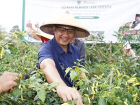 Caption: Pj Wali Kota Batu, Aries Agung Paewai saat melaksanakan panen cabai di Dusun Junggo, Desa Tulungrejo, Kecamatan Bumiaji, Kota Batu, Jumat (5/7/2024) (dok. Prokopim Kota Batu)
