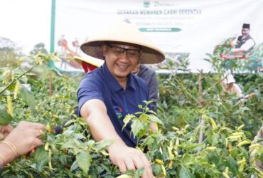 Caption: Pj Wali Kota Batu, Aries Agung Paewai saat melaksanakan panen cabai di Dusun Junggo, Desa Tulungrejo, Kecamatan Bumiaji, Kota Batu, Jumat (5/7/2024) (dok. Prokopim Kota Batu)