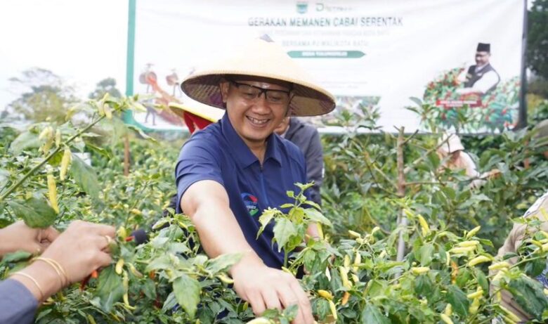 Caption: Pj Wali Kota Batu, Aries Agung Paewai saat melaksanakan panen cabai di Dusun Junggo, Desa Tulungrejo, Kecamatan Bumiaji, Kota Batu, Jumat (5/7/2024) (dok. Prokopim Kota Batu)