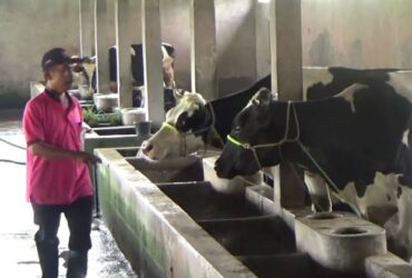 Teks Foto : Perternakan Sapi di wilayah Kabupaten pasuruan.
