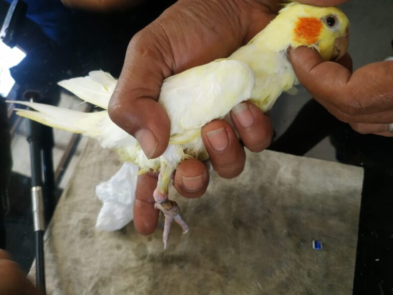 Unik, Damkar Kota Malang Kini Punya Tugas untuk Melepas Cincin di Kaki Burung