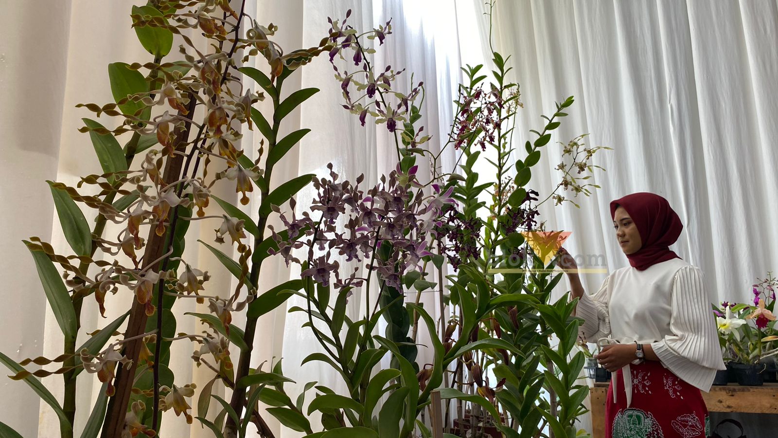 Tanaman anggrek jenis Dendrobium Keriting asal Kabupaten Malang (blok-a.com/ Putu Ayu Pratama S)