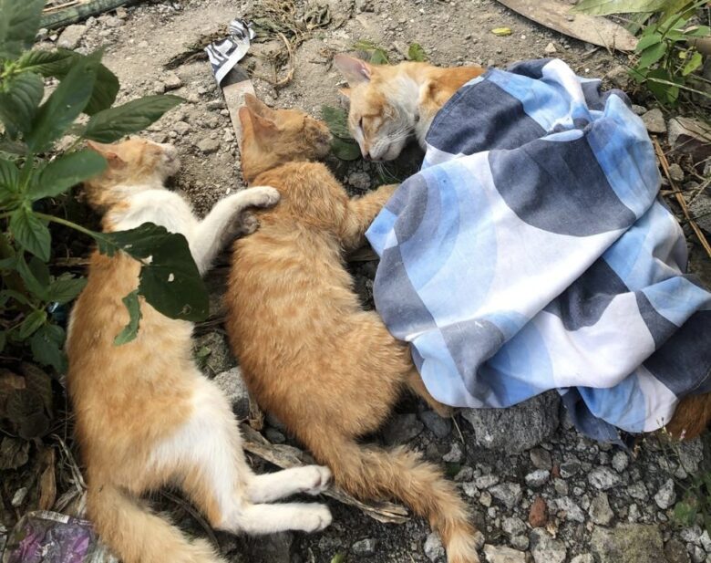 Kucing oren meninggal secara massal di perumahan Kota Malang (dok. Warga)
