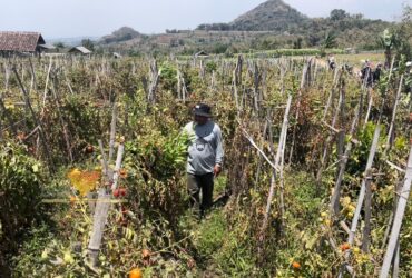 Petani tomat di Desa Tawangargo, Kecamatan Karangploso, Kabupaten Malang (blok-a.com/ Putu Ayu Pratama S)