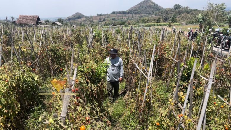Petani tomat di Desa Tawangargo, Kecamatan Karangploso, Kabupaten Malang (blok-a.com/ Putu Ayu Pratama S)