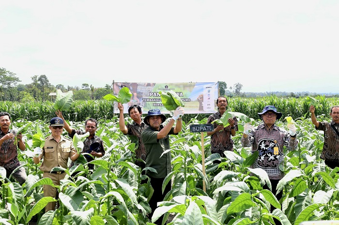 Assisten II Perekonomian dan Pembangunan Kabupaten Blitar, Krisna Triatmanto membuka panen tembakau di Desa Selopuro Kecamatan Selopuro Kabupaten Blitar. (dok. Kominfo)