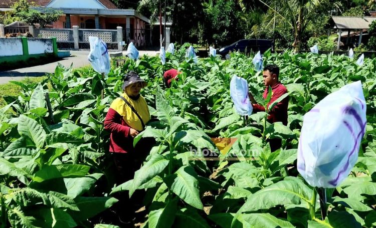 Petani tembakau Selopuro Kabupaten Blitar. (blok-a.com/Fajar)