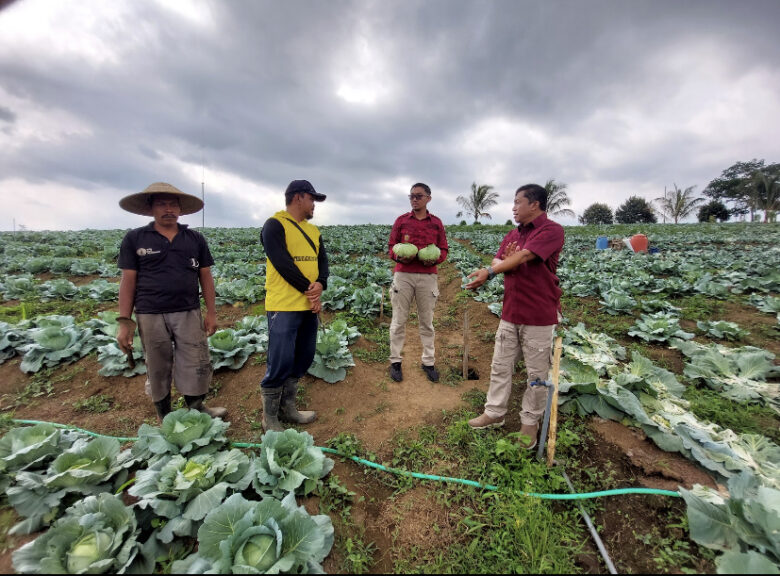 Kubis Manis Warga Binaan SAE L’Sima Tembus Pasar Taiwan