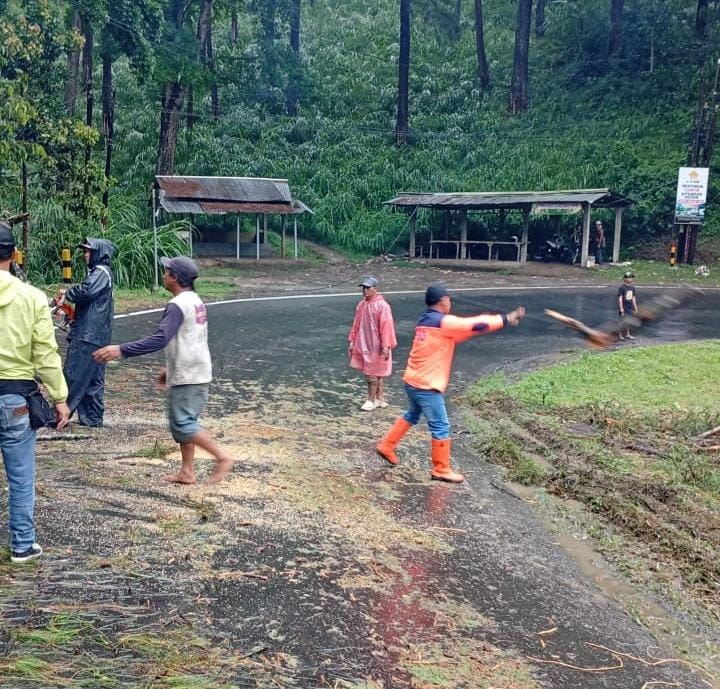 Proses evakuasi pohon tumbang di Ngantang, Kabupaten Malang (BPBDKabMalang)