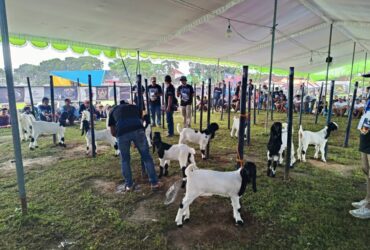 Festival kambing peranakan Etawa yang digelar oleh komunitas MAPEC (ist)