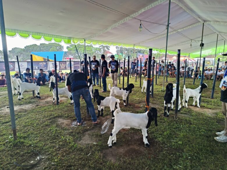 Festival kambing peranakan Etawa yang digelar oleh komunitas MAPEC (ist)