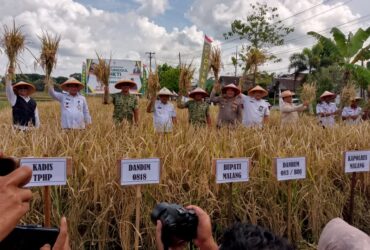 Bupati Malang, HM Sanusi saat panen padi di Turen (Humas HKTI)