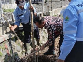 DLH Kota Malang Mulai Penghijauan Suhat, 40 Tabebuya Ditanam