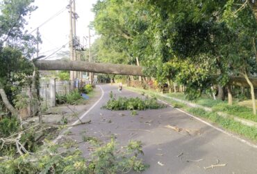 Pohon tumbang yang menutup akses Jalan Simpang Ijen Kota Malang (BPBD Kota Malang)
