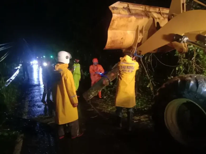 Proses penanganan pohon dadap ukuran besar yang tumbang dan menutup total Jalan Provinsi Pujon–Ngantang (foto: ist)