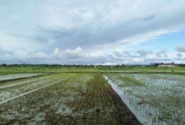 Tak Semua Bayar Penuh, PBB Lahan Pertanian di Kota Malang Bisa