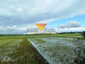 Areal persawahan yang terletak di belakang Pendopo Panji yang direncanakan akan menjadi Alun-alun Kabupaten Malang (blok-a.com / Yogga Ardiawan)