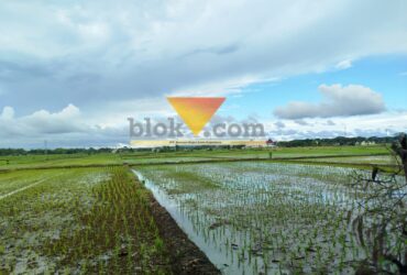 Areal persawahan yang terletak di belakang Pendopo Panji yang direncanakan akan menjadi Alun-alun Kabupaten Malang (blok-a.com / Yogga Ardiawan)