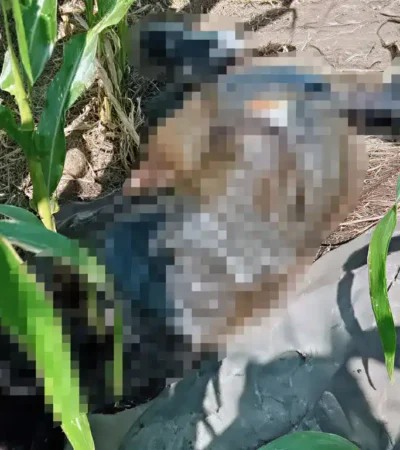 Kondisi mayat saat ditemukan di kebun jagung (foto: ist)